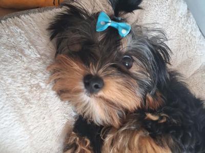 Yorkshire Terrier boy in Sligo