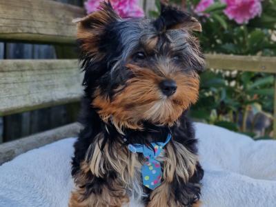Yorkshire Terrier boy in Sligo