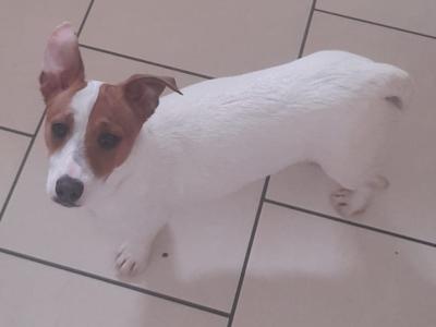 Two beautiful female purebred Jack Russell puppies in Cork