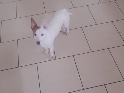 Two beautiful female purebred Jack Russell puppies in Cork