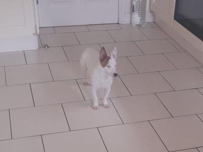 Two beautiful female purebred Jack Russell puppies in Cork