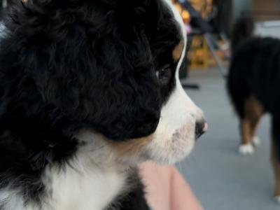 Bernese Mountain Dog puppies for sale in Cork