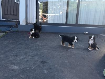 Bernese Mountain Dog puppies for sale in Cork