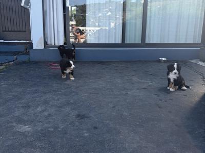 Bernese Mountain Dog puppies for sale in Cork