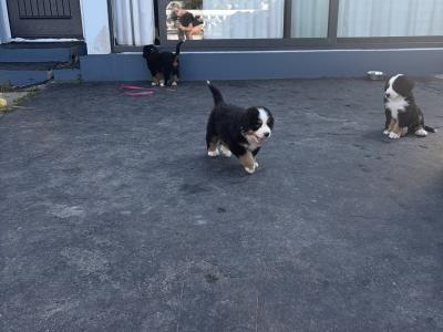 Bernese Mountain Dog puppies for sale in Cork