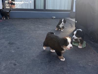 Bernese Mountain Dog puppies for sale in Cork