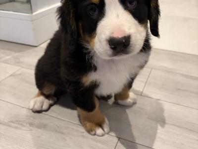 Bernese Mountain Dog puppies for sale in Cork