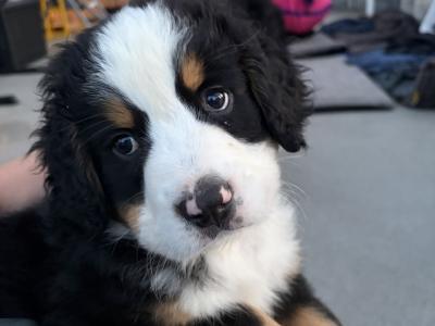 Bernese Mountain Dog puppies for sale in Cork