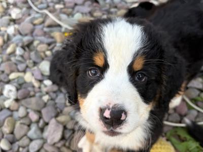 Bernese Mountain Dog puppies for sale in Cork