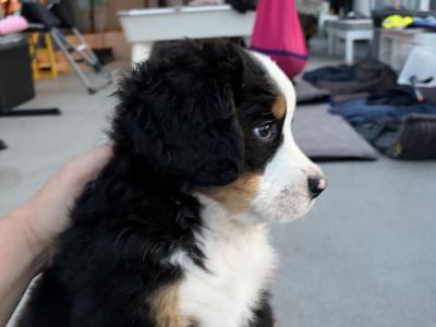 Bernese Mountain Dog puppies for sale in Cork