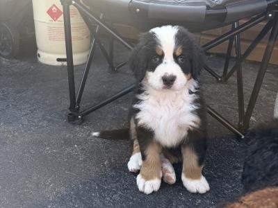 Bernese Mountain Dog puppies for sale in Cork