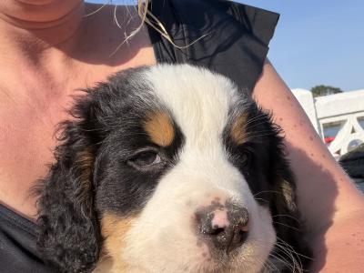 Bernese Mountain Dog puppies for sale in Cork