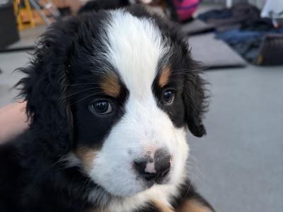 Bernese Mountain Dog puppies for sale in Cork