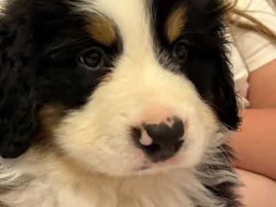 Bernese Mountain Dog puppies for sale in Cork