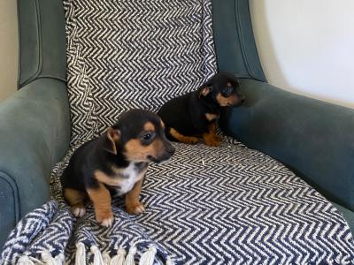Lovely Jack Russell Puppies