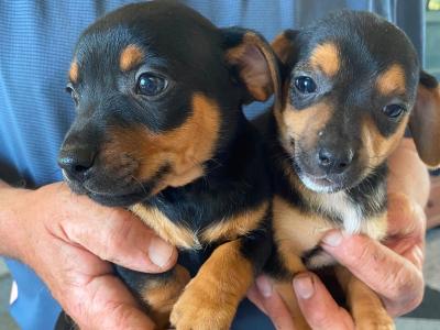 Lovely Jack Russell Puppies