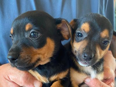 Lovely Jack Russell puppies in Tipperary