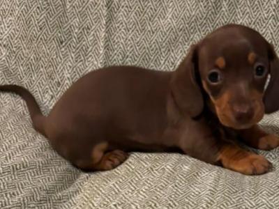 2 Miniature Dachshund puppies in Dublin