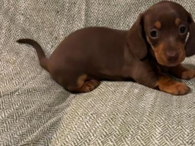 2x Miniature Dachshunds