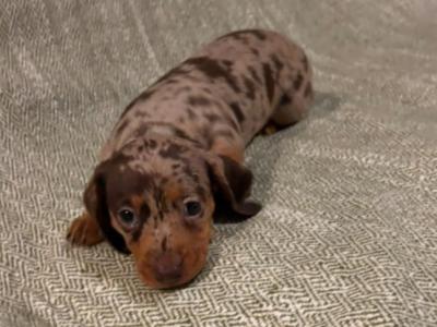 2x Miniature Dachshunds