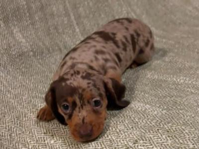 2 Miniature Dachshund puppies in Dublin