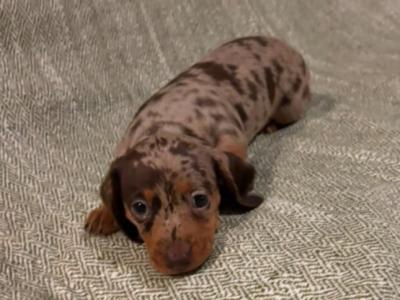2 Miniature Dachshund puppies in Dublin