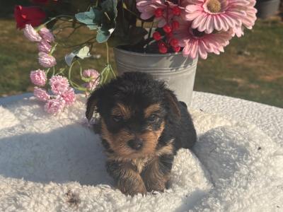 Miss Sparkle (T Cup) Yorkshire Terrier