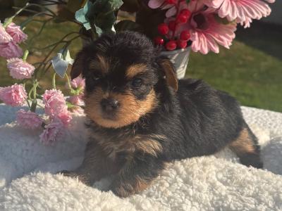 Miss Sparkle (T Cup) Yorkshire Terrier