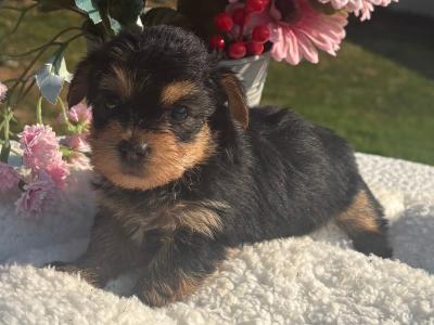 Miss Sparkle female (T Cup) Yorkshire Terrier puppy in Wexford