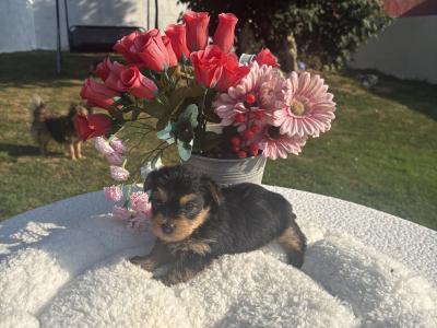 Miss Sparkle (T Cup) Yorkshire Terrier