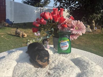 Miss Sparkle (T Cup) Yorkshire Terrier
