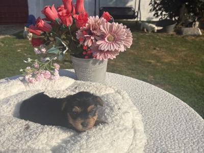 Miss Sparkle (T Cup) Yorkshire Terrier