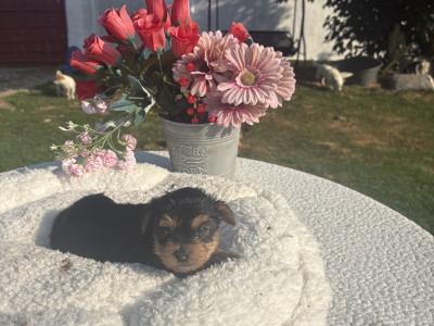Miss Sparkle (T Cup) Yorkshire Terrier