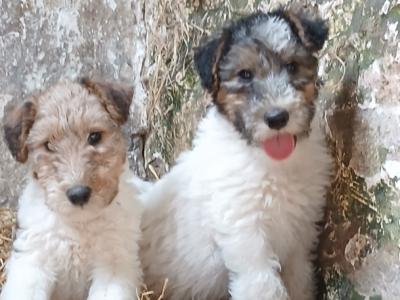 IKC Registered Purebred Fox Terrier puppies in Tipperary