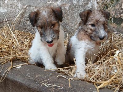 IKC Registered Purebred Fox Terrier puppies in Tipperary