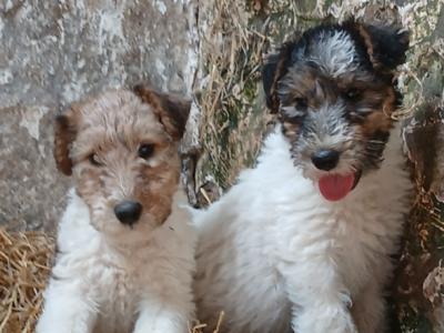 IKC Registered Purebred Fox Terrier puppies in Tipperary