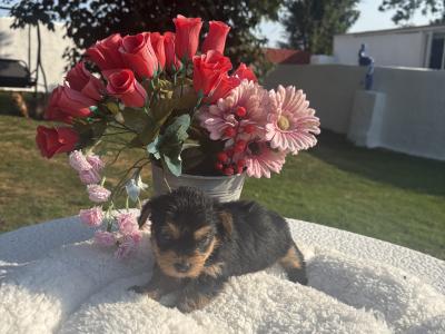 Miss Sparkle (T Cup) Yorkshire Terrier