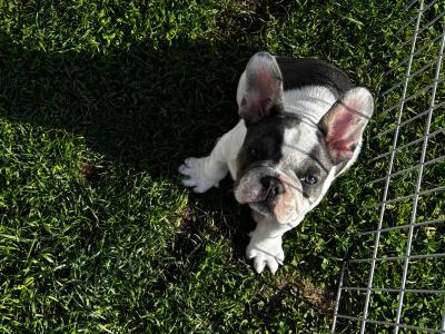 IKC Registered (pending) Pied French Bulldog puppies in Louth