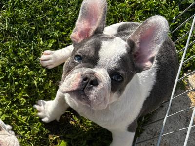 IKC Registered (pending) Pied French Bulldog puppies in Louth