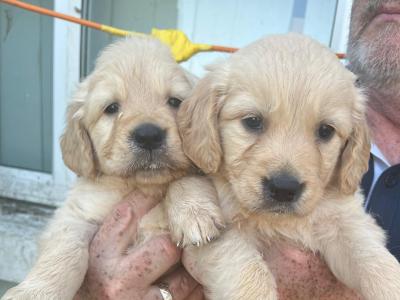 Beautiful IKC Registered Golden Retriever puppies in Kildare