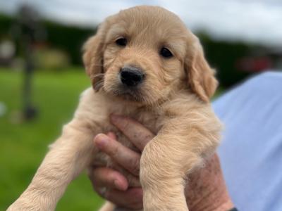 Beautiful IKC Registered Golden Retriever puppies in Kildare