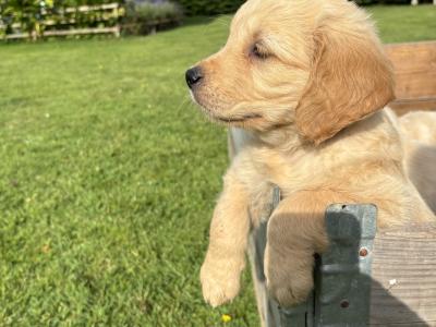 Beautiful IKC Registered Golden Retriever puppies in Kildare
