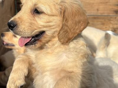Beautiful IKC Registered Golden Retriever puppies in Kildare