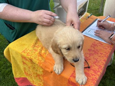 Beautiful IKC Registered Golden Retriever puppies in Kildare