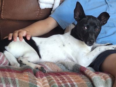 Female Jack Russell puppy in Cork