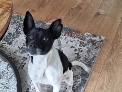 Female Jack Russell puppy in Cork