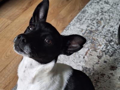 Female Jack Russell puppy in Cork