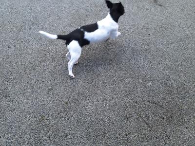 Female Jack Russell puppy in Cork