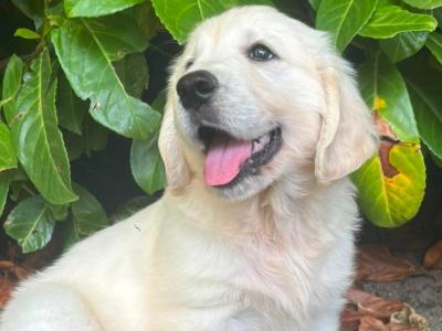 IKC Registered Golden Retriever puppies in Wexford