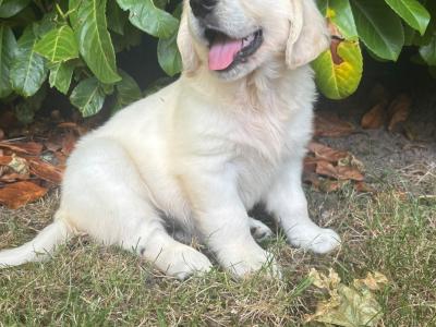 IKC Registered (pending) Golden Retriever puppies in Wexford